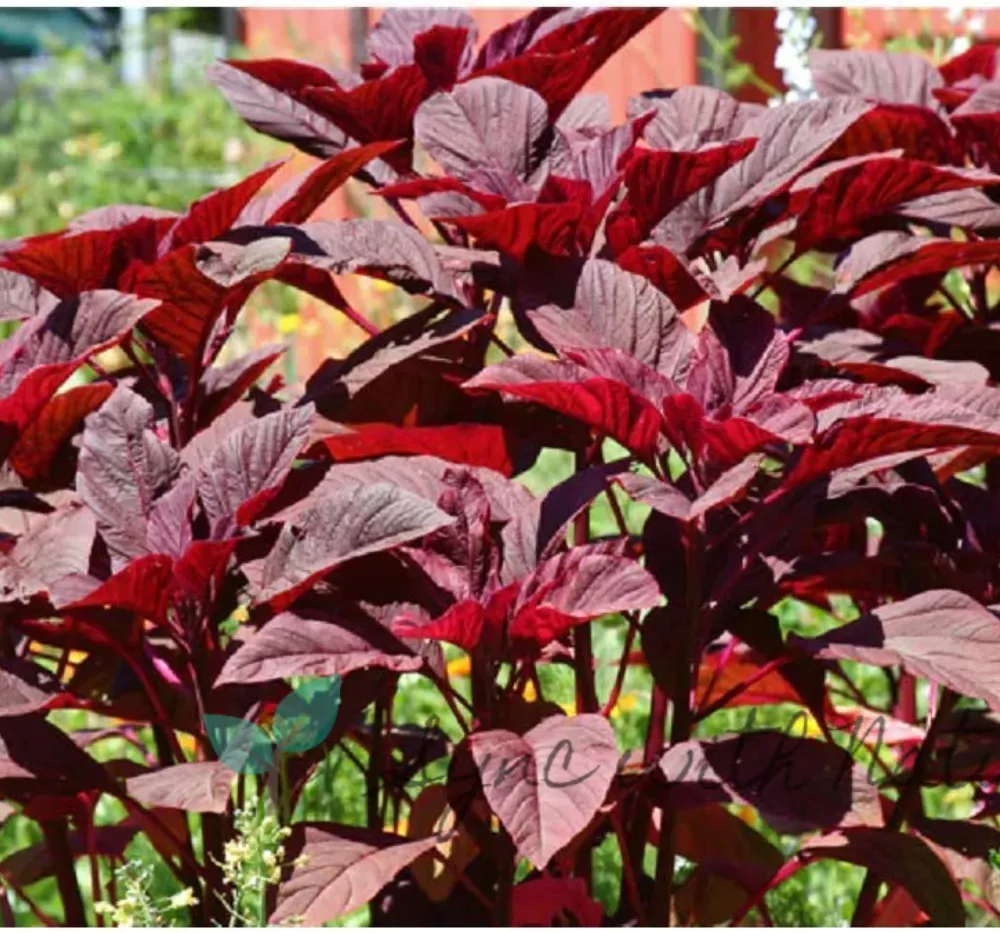 Amaranthus Red (Thotakura)