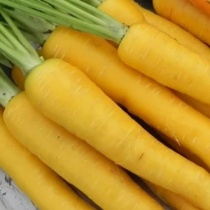 Carrot Yellow Taborska Z (Yellow Carrot) Seeds