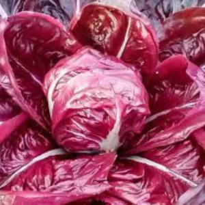Chicory Rossa Di Verona Seeds