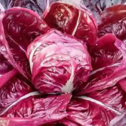 Chicory Rossa Di Verona Seeds