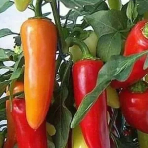 Chilli Hot Pepper OS 12 (Mirapakaya) Seeds