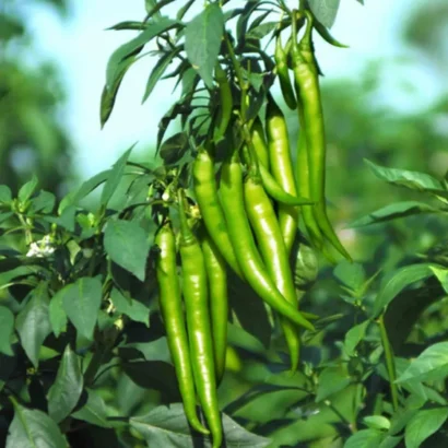 Chilli Crypton 10 (Mirapakaya) Seeds
