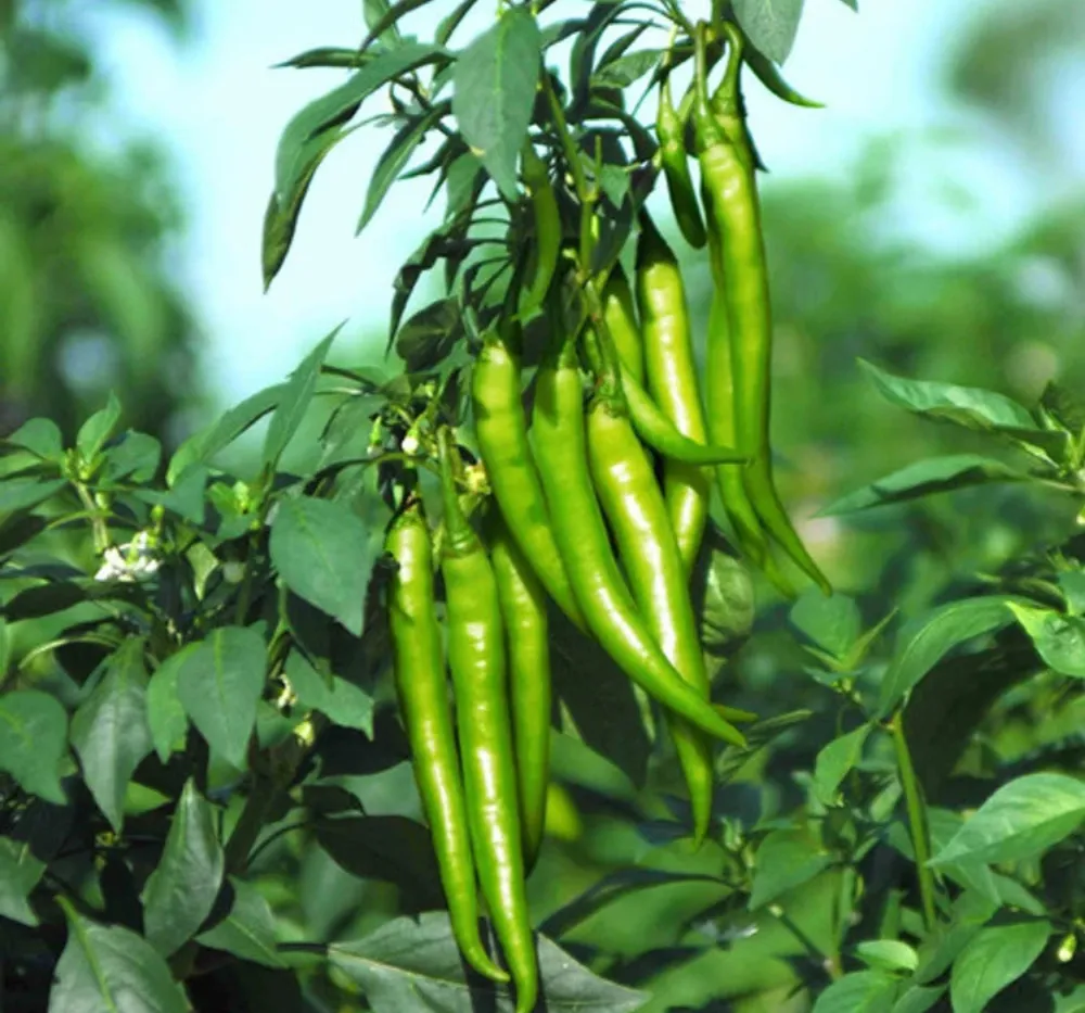 1 Chilli Crypton 10 (Mirapakaya) Seeds