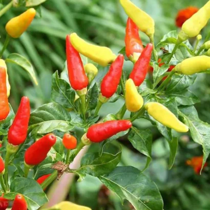 Chilli Hot Pepper OS 402 (Mirapakaya) Seeds