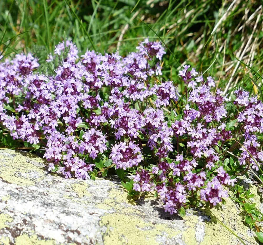 Thyme Seeds