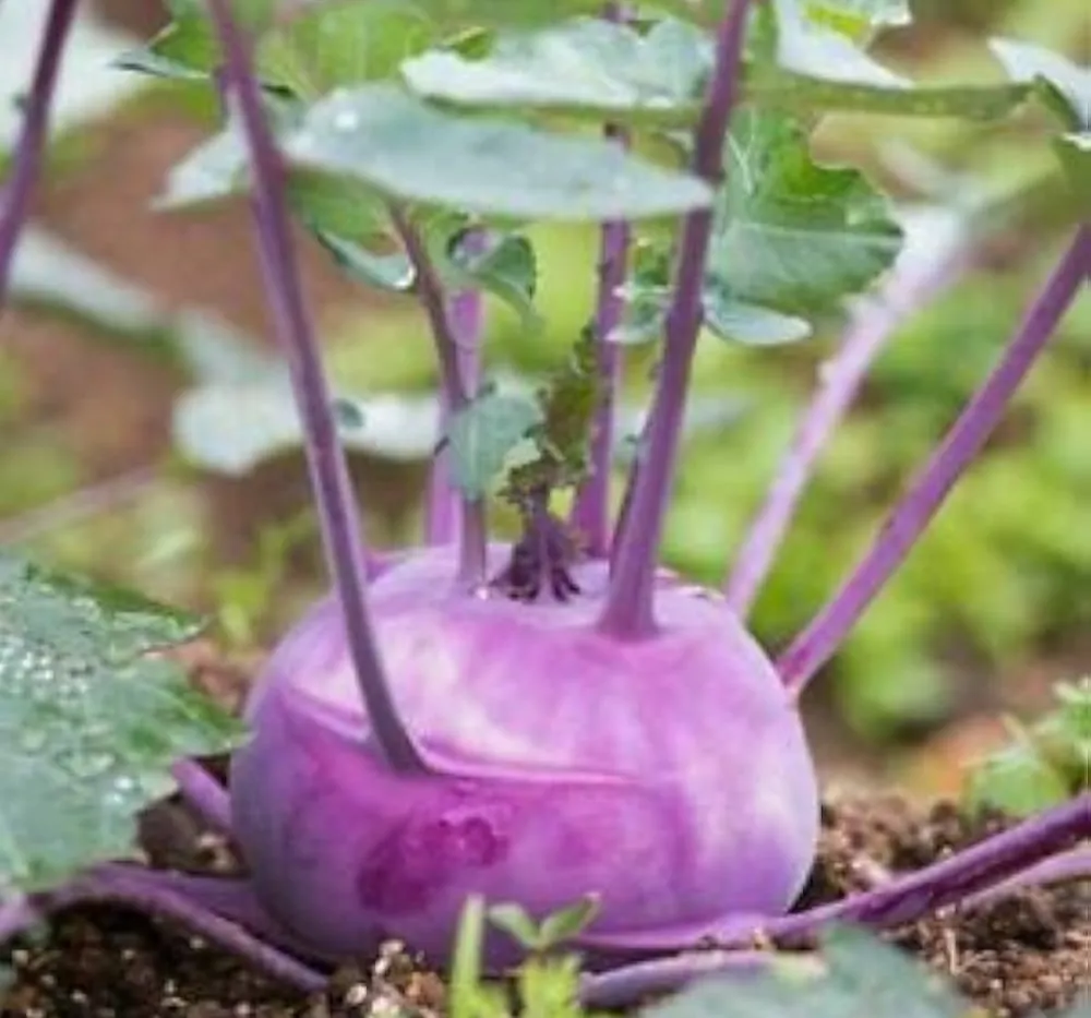 Khol Khol Purple Seeds