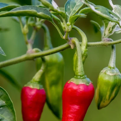 Chilli Hot Pepper Red Sampurna (Mirapakaya) Seeds