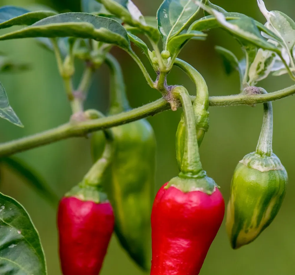 Chilli Hot Pepper Red Sampurna (Mirapakaya) Seeds