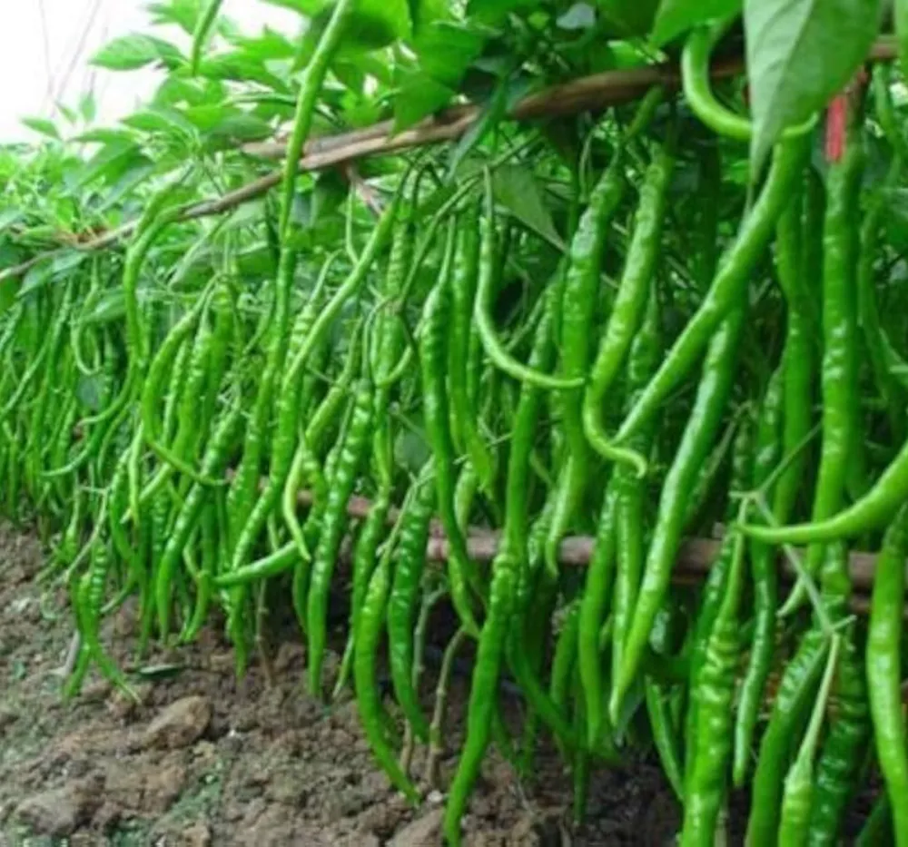 Chilli Jwala Pariksha (Mirapakaya) Seeds