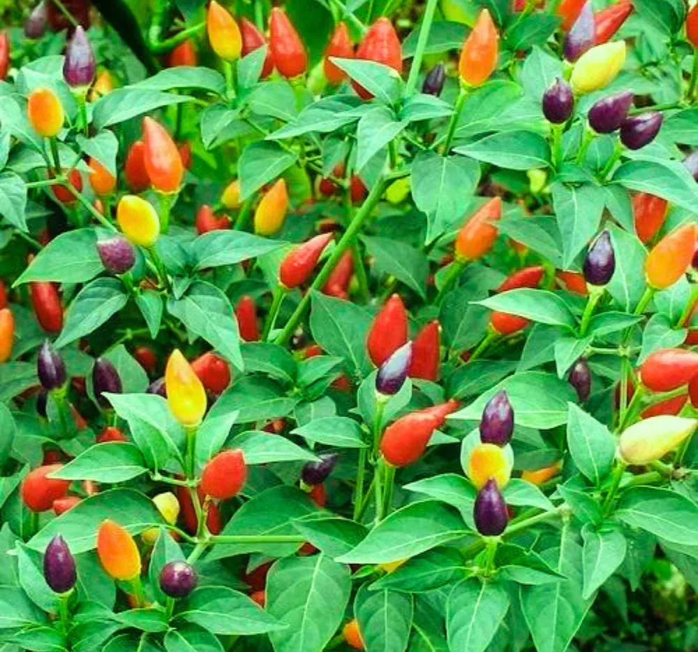 Chilli Ornamental Choice Mixed (Mirapakaya) Seeds