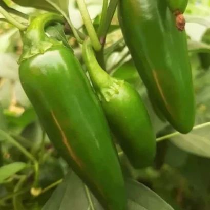 Chilli Pepper Jalapeno M Seeds