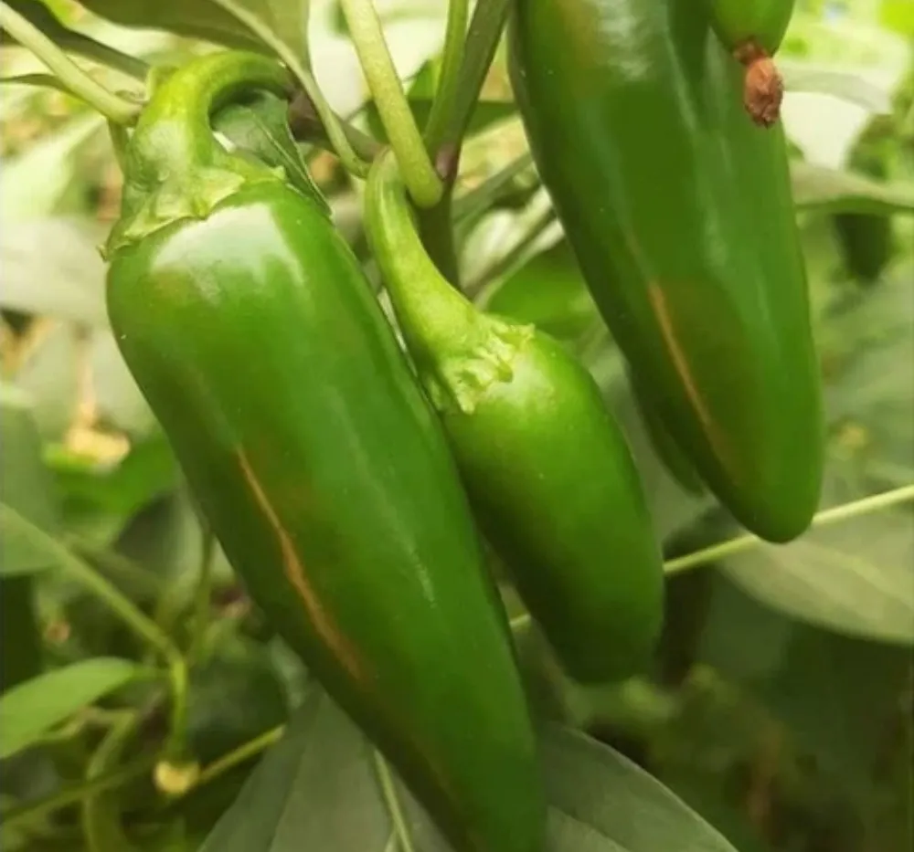 1 Santa Fe Grande Pepper Seeds are carefully selected for superior performance in tropical, subtropical, and moderate climates. With fast germination, strong disease resistance, and consistent high yields, this variety produces abundant, high-quality mild to medium-hot chillies suitable for organic vegetable cultivation at home, terrace gardens, and large-scale commercial farming in India.