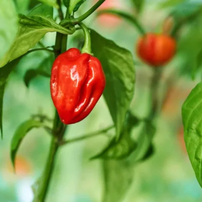 Chilli Pepper Sky Bor 10 Seeds