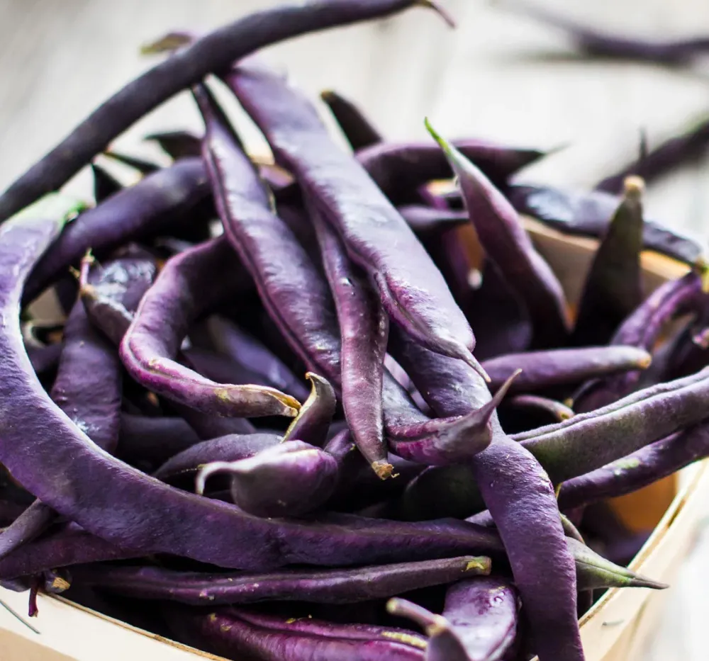 Climbing Beans Violette Seeds