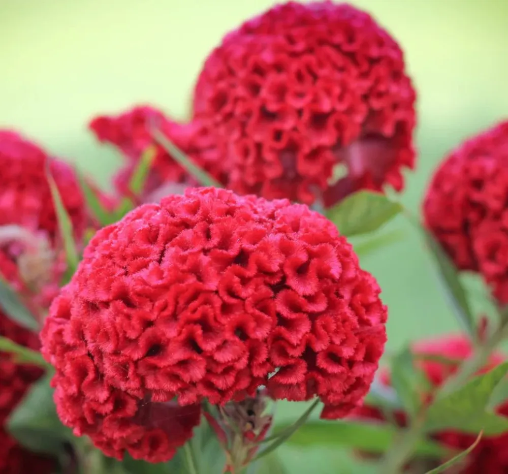 Cockscomb Dwarf Cristata Seeds