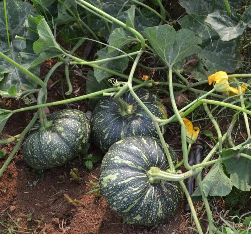 Pumpkin OS 204 Seeds