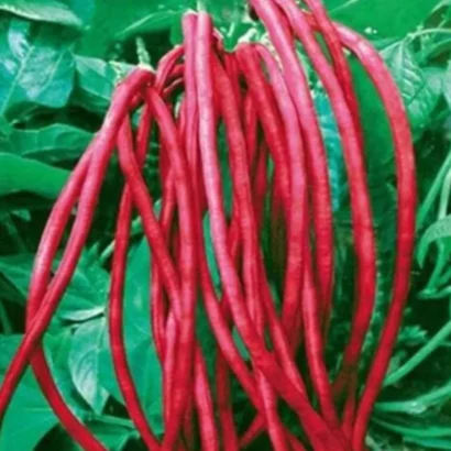 Cowpea Lobia Red Seeds