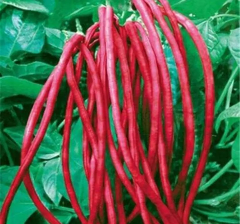 1 Cowpea Lobia Red Seeds