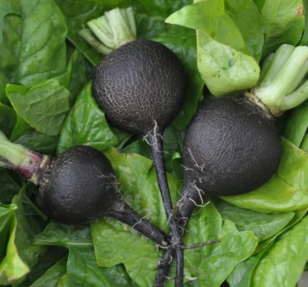 Radish IMP Black Tondo 30+Seeds