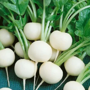 Radish IMP White Globe Seeds