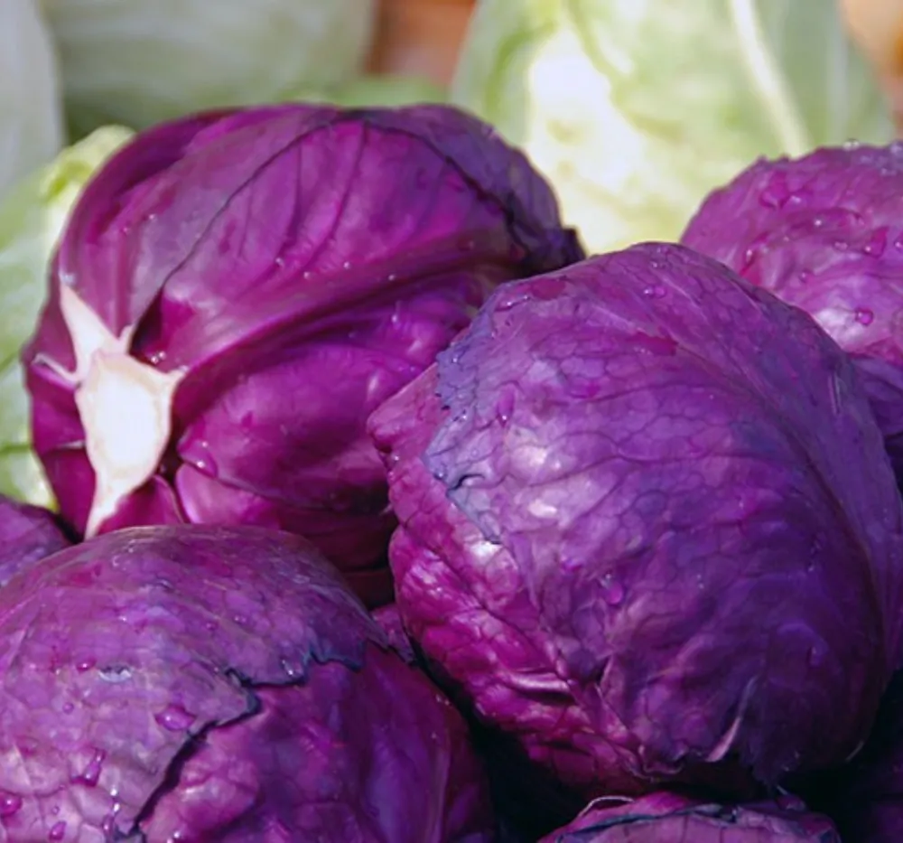 Red Cabbage Imported 30+Seeds