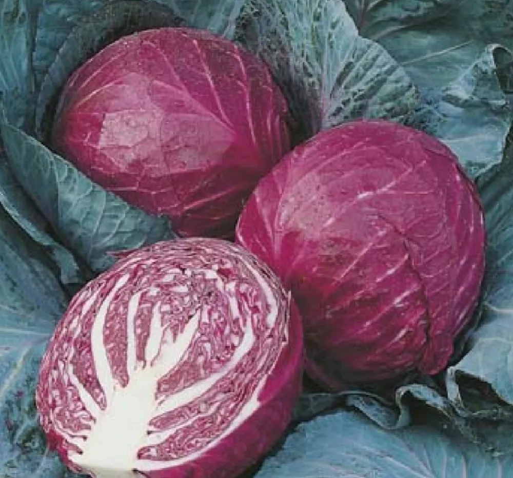 Red Cabbage Imported Topas 30+Seeds