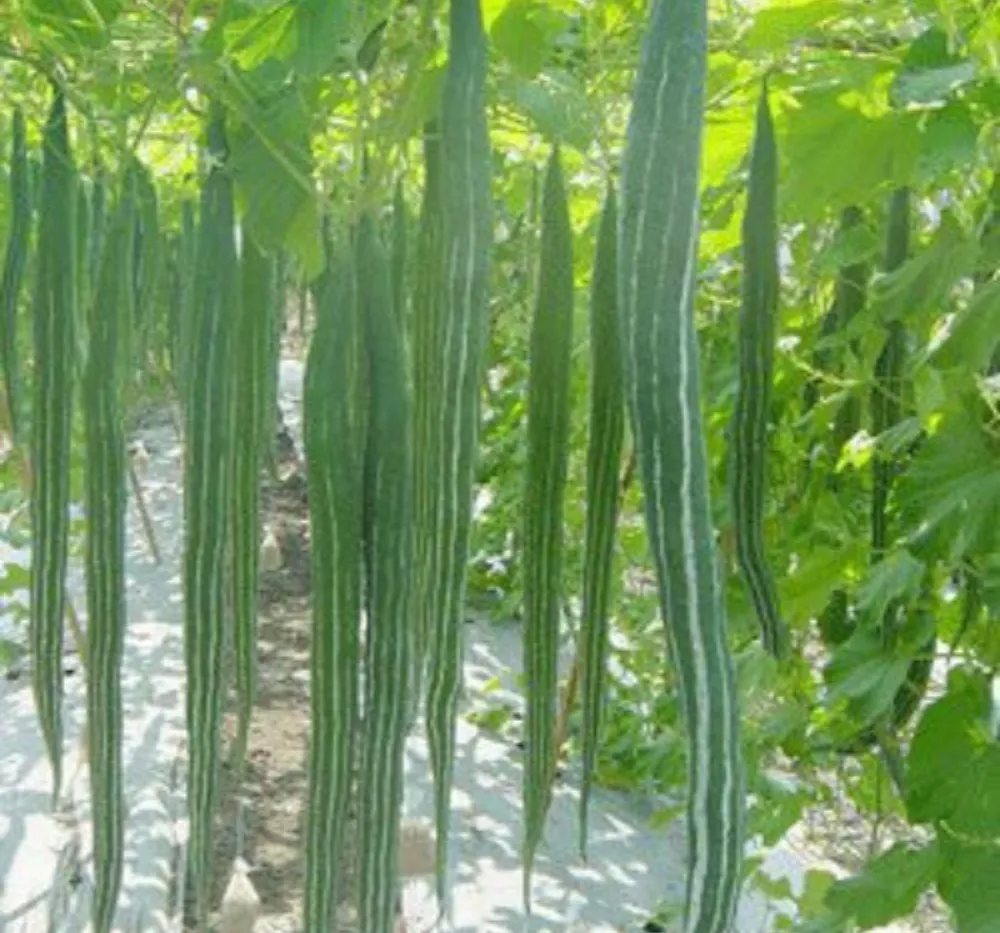 Snake Gourd Chachinda (Potla Kaya) 5Seeds