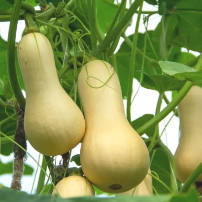 Close-Up of Squash Waltham Butternut Fruits – Fresh, Nutritious, and Ready for Cooking
