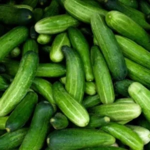 Close-Up of Cucumber Sultan Fruits – Long, Crisp, and Ready for Harvest