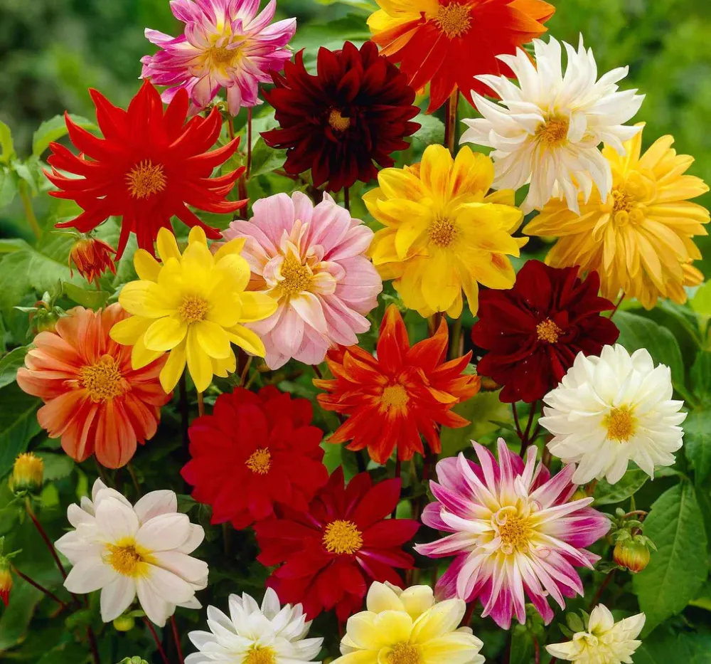 Dahlia Figaro Mixed Seeds