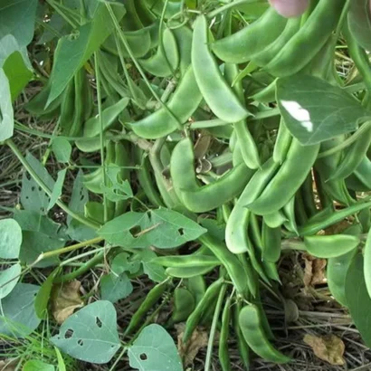 Fresh Dolichos Bush (Chettu Chikkudu) Pods in Basket – Ready for Cooking or Market