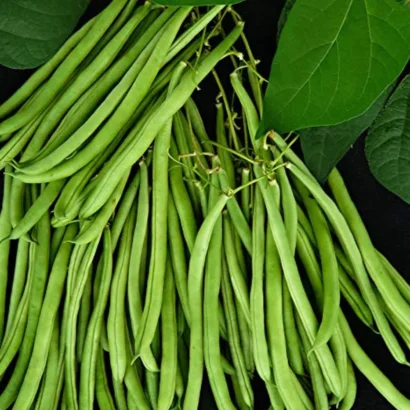 Freshly Harvested France Beans in Basket – Long Crisp Green Pods from Home Garden