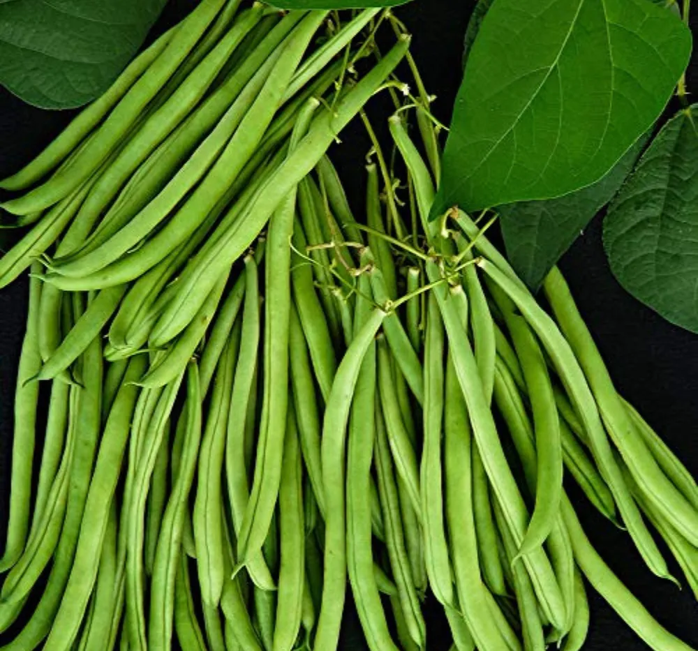 France Beans OS Imported Black Seeds Packet – Imported Hybrid Seeds for High Yield and Fast Growth