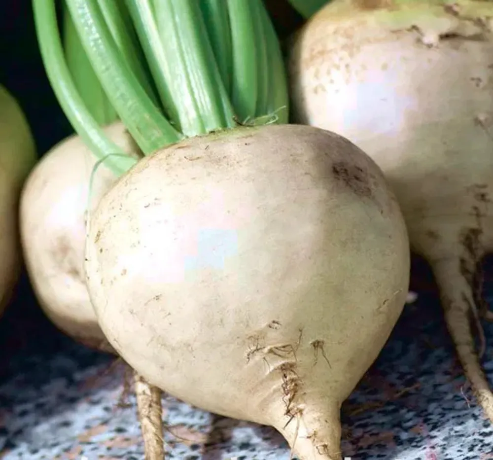 Imported White Beet Root Seeds