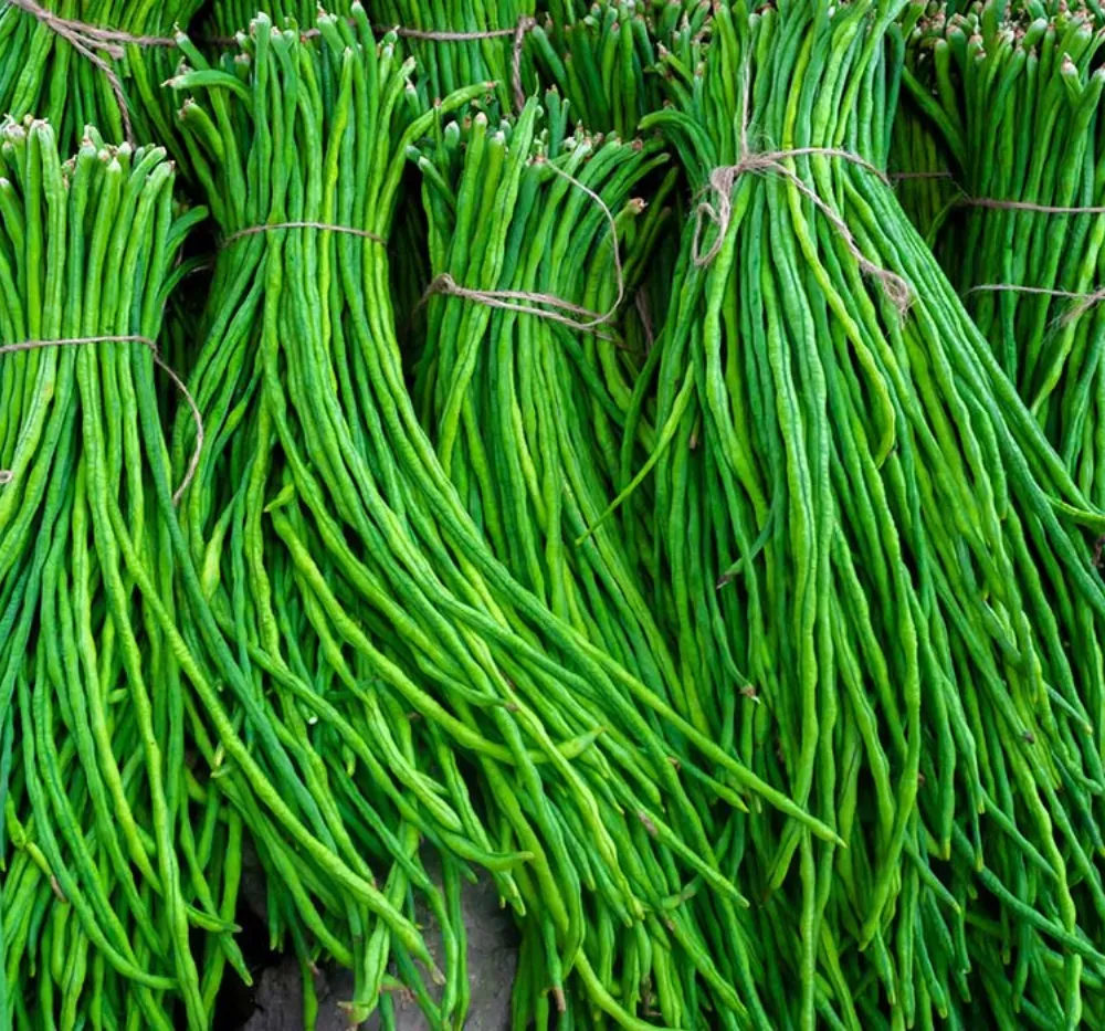 Harvested Imported Yard Long Beans in Basket – Fresh Long Green Pods Ready for Cooking or Sale
