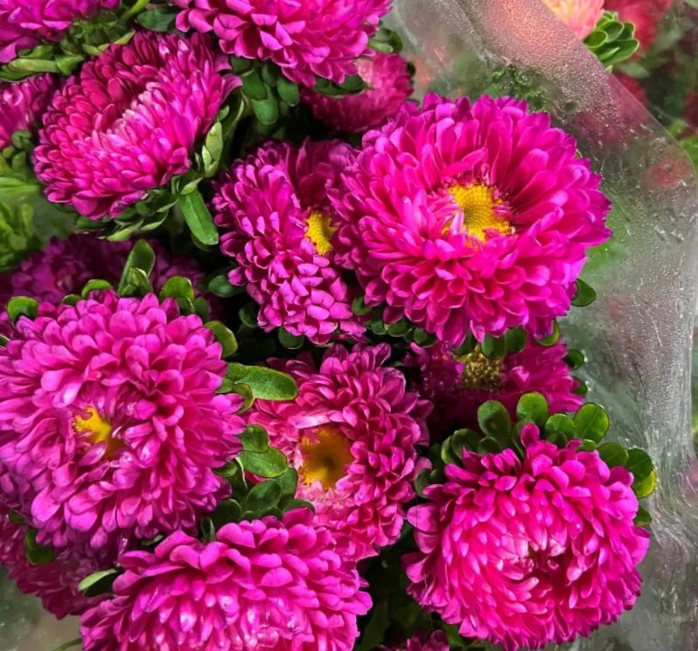 1 aster formula mixed