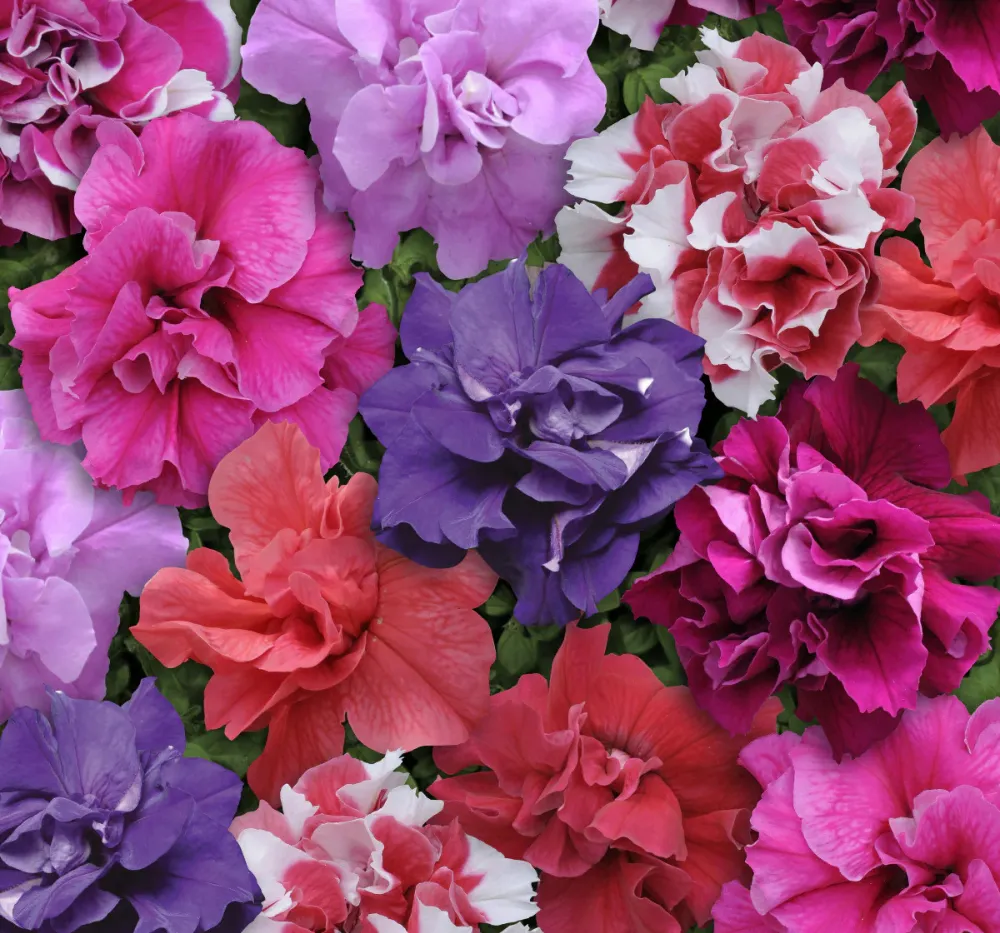 F1 Petunia Glorious Double Mixed Seeds