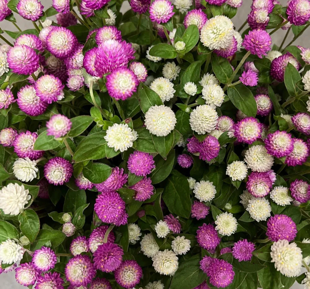 Gomphrena Globe Mixed Seeds