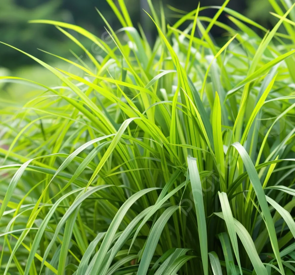 Lemon Grass Seeds