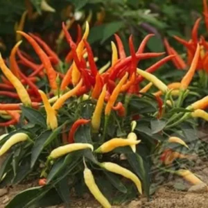 Chilli Surya Pariksha