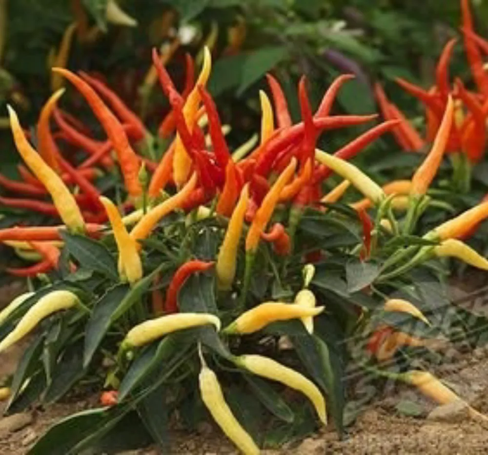 Chilli Surya Pariksha