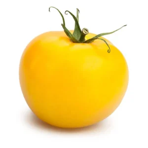 Tomato Oblate Yellow