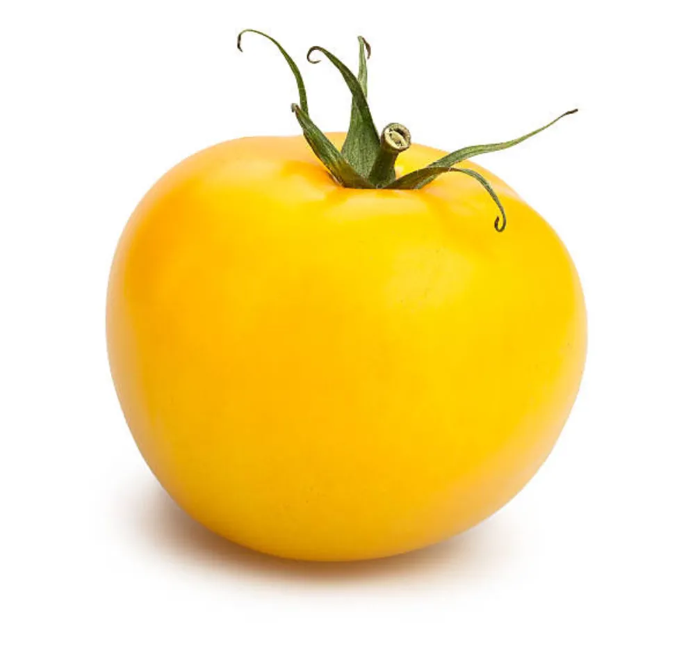 1 Tomato Oblate Yellow