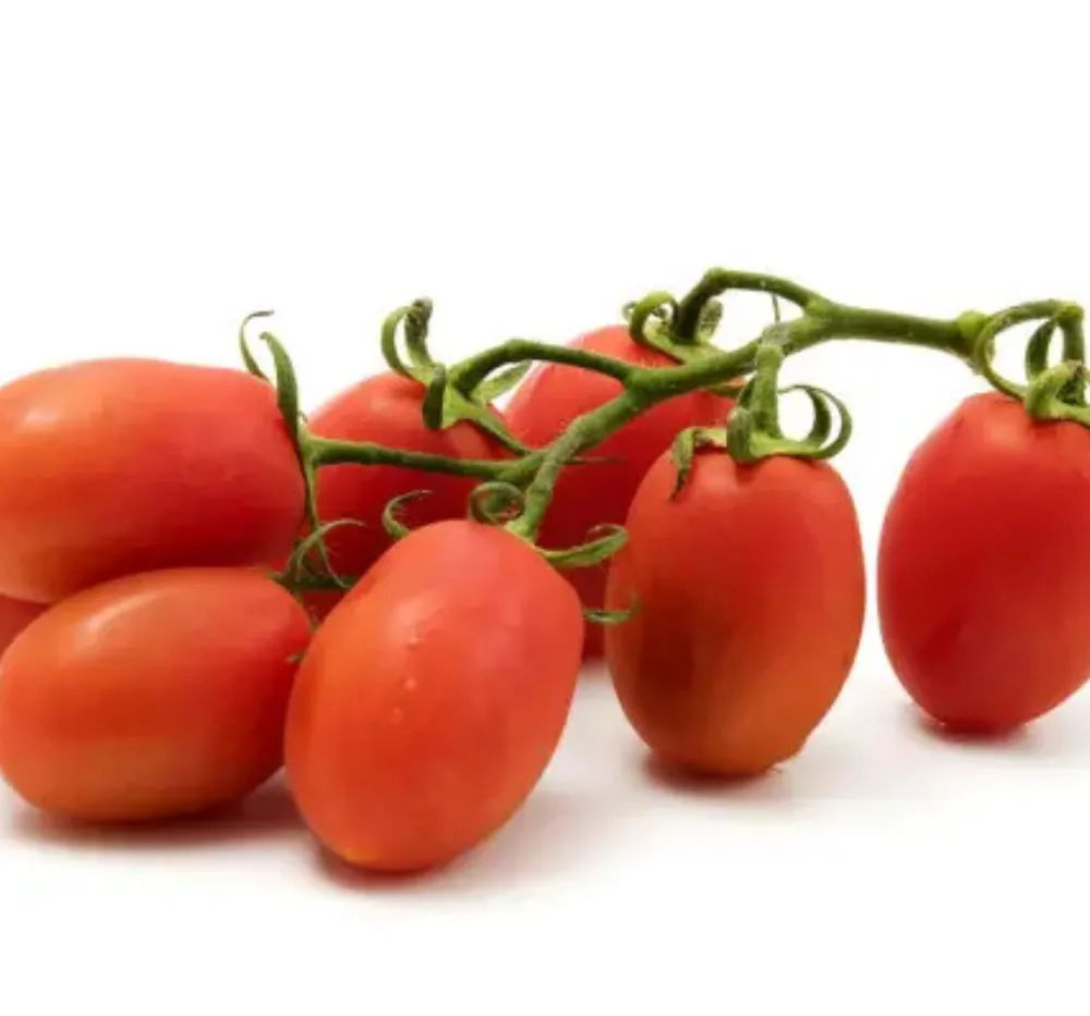 Tomato Roma VF