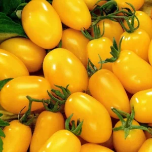Tomato Plum Yellow