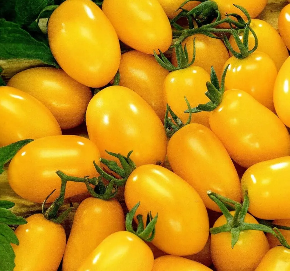 1 Tomato Plum Yellow