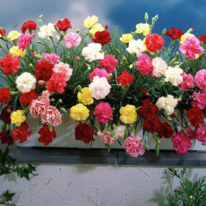 Carnation Giant Chabaud Mixed Color Flowers Blooming in Garden – Bright Double Petal Carnations