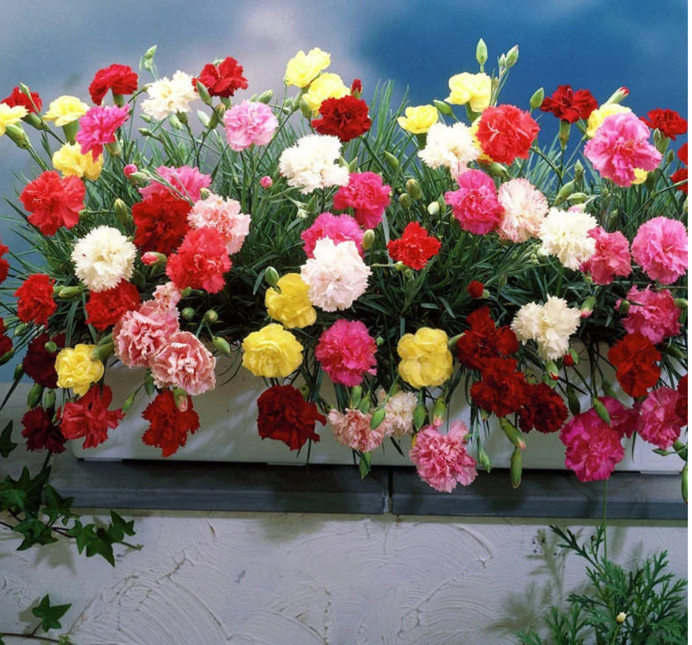 Carnation Giant Chabaud Mixed Flowers – Bright Double Petal Blooms from Quality Seeds Carnation Giant Chabaud Mixed Color Flowers Blooming in Garden – Bright Double Petal Carnations