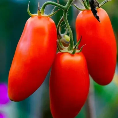 Tomato San Marzano 3 Seeds