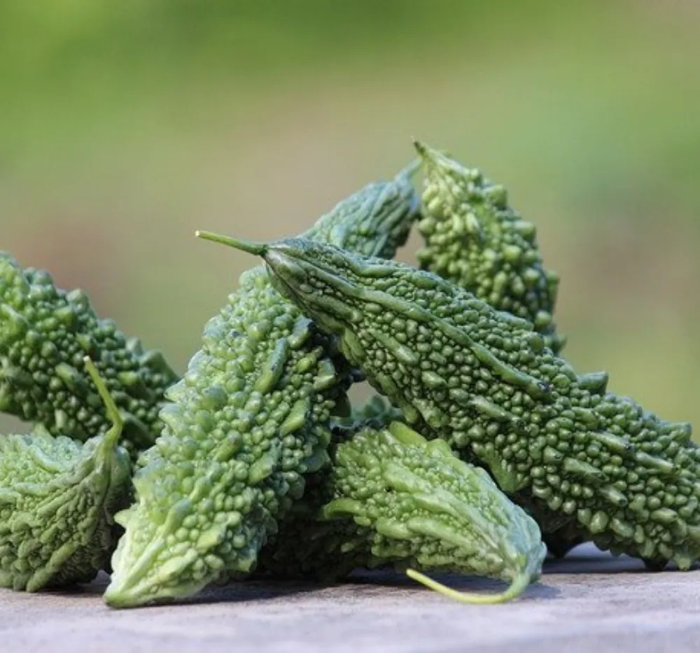 1 Bitter Gourd Chu Chu (Small) Seeds